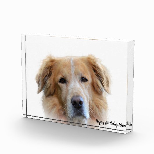 Golden Retriever. Fotoblokken (Rechts)