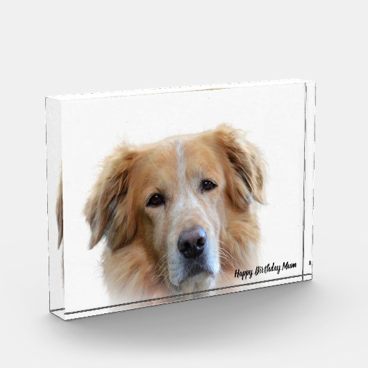 Golden Retriever. Fotoblokken (Links)