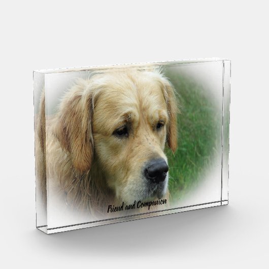Golden Retriever. Fotoblokken (Links)