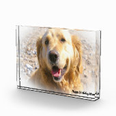 Golden Retriever. Fotoblokken (Rechts)