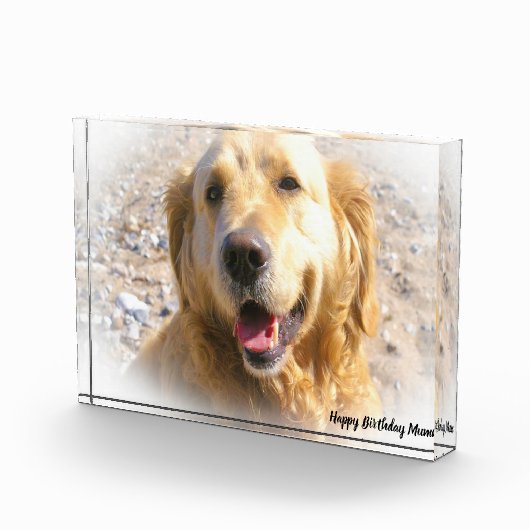 Golden Retriever. Fotoblokken (Rechts)