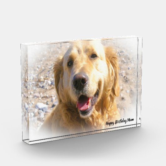 Golden Retriever. Fotoblokken (Links)