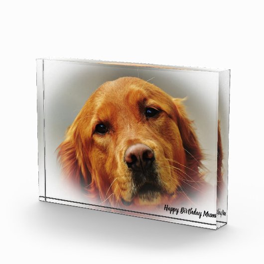 Golden Retriever. Fotoblokken (Rechts)