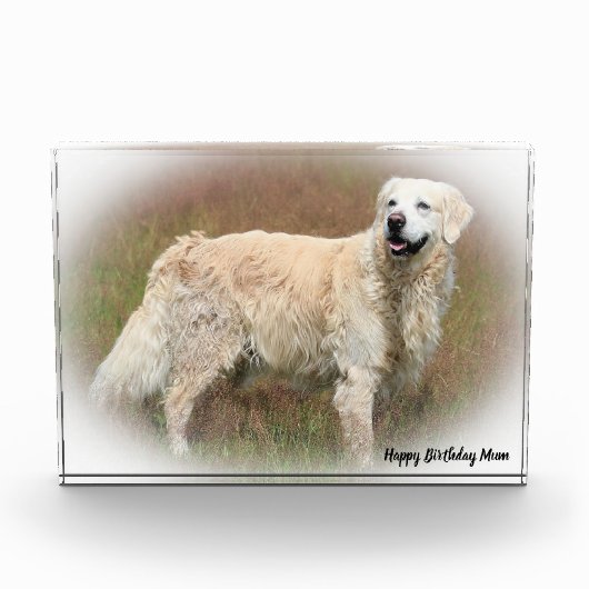 Golden Retriever. Fotoblokken (Voorkant)