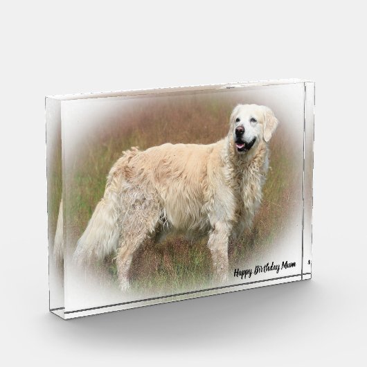 Golden Retriever. Fotoblokken (Links)