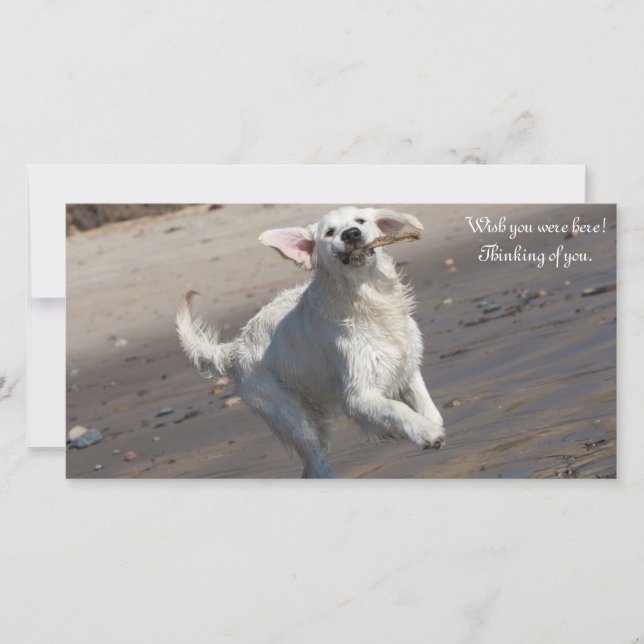 Golden Retriever Fotokaart (Voorkant)