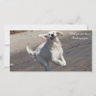 Golden Retriever Fotokaart