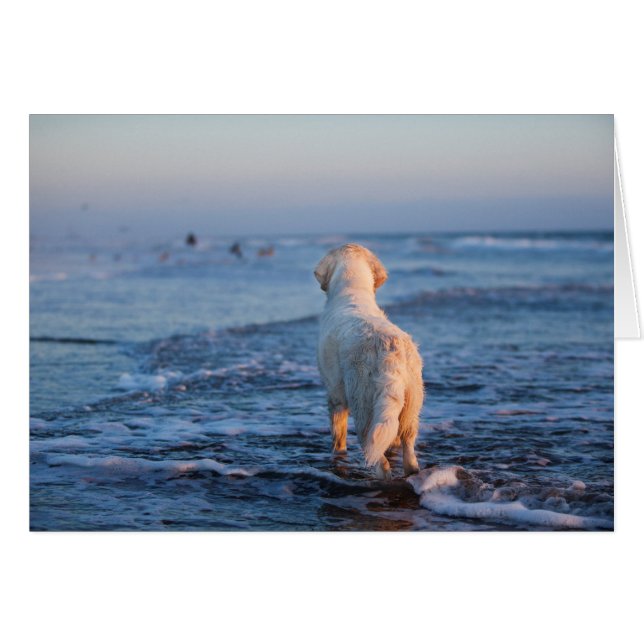 Golden Retriever-fotokaart (Voorkant Horizontaal)
