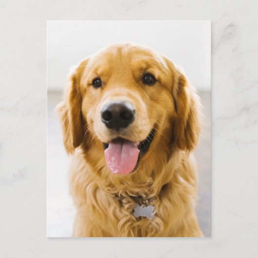 Golden Retriever glimlachen Briefkaart (Voorkant)