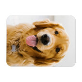 Golden Retriever glimlachen Magneet (Horizontaal)