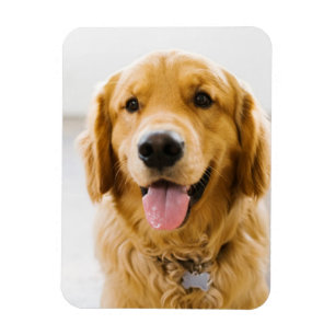 Golden Retriever glimlachen Magneet