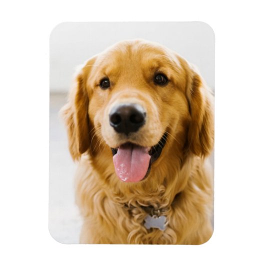 Golden Retriever glimlachen Magneet (Verticaal)