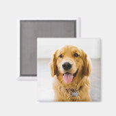 Golden Retriever glimlachen Magneet (Voorkant / Achterkant)