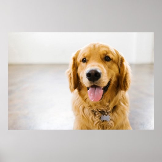 Golden Retriever glimlachen Poster (Voorkant)