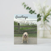 Golden Retriever Greetings uit Mackinac Island Briefkaart (Staand voorkant)