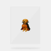 Golden Retriever Halloweenhond met pompoen Snoep Acryl Bord (Voorkant)