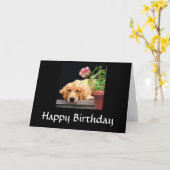 Golden Retriever Happy Birthday Kaart (Gele Bloem)