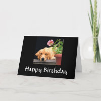 Golden Retriever Happy Birthday Kaart
