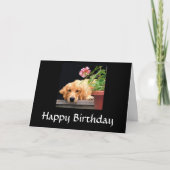 Golden Retriever Happy Birthday Kaart (Voorkant)