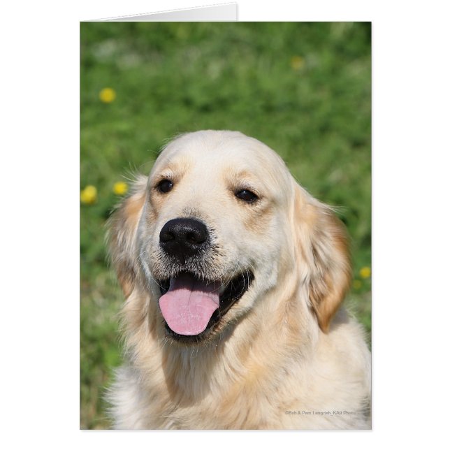 Golden Retriever Headshot 1 (Voorkant)