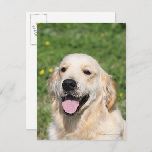Golden Retriever Headshot 1 Briefkaart (Voorkant / Achterkant)