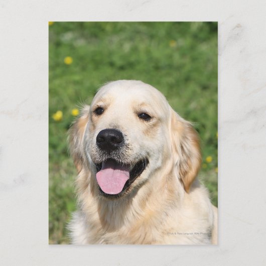 Golden Retriever Headshot 1 Briefkaart (Voorkant)