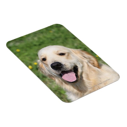 Golden Retriever Headshot 1 Magneet (Rechterzijde)