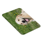 Golden Retriever Headshot 1 Magneet (Rechterzijde)