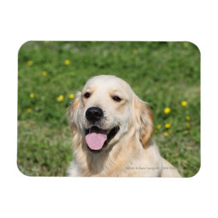 Golden Retriever Headshot 1 Magneet