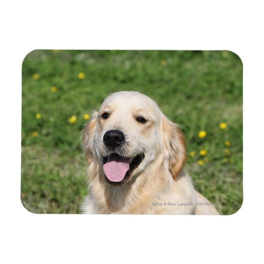 Golden Retriever Headshot 1 Magneet (Horizontaal)