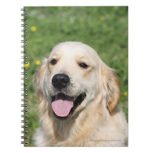 Golden Retriever Headshot 1 Notitieboek