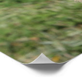 Golden Retriever Headshot 1 Poster (Hoek)