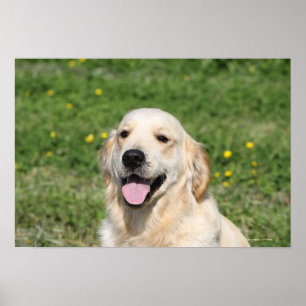 Golden Retriever Headshot 1 Poster