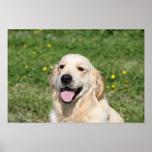 Golden Retriever Headshot 1 Poster (Voorkant)