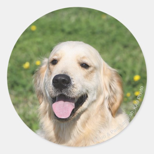 Golden Retriever Headshot 1 Ronde Sticker (Voorkant)