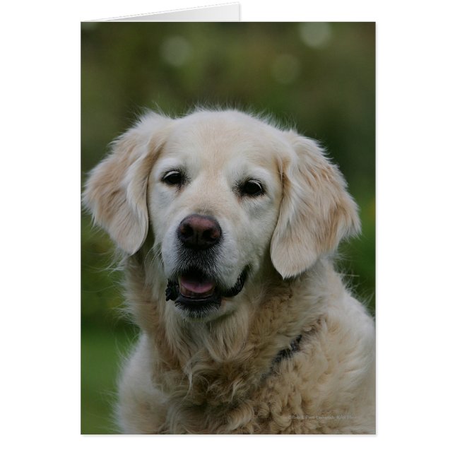 Golden Retriever Headshot 2 (Voorkant)