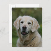 Golden Retriever Headshot 2 Briefkaart (Voorkant / Achterkant)