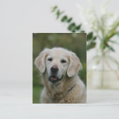 Golden Retriever Headshot 2 Briefkaart (Staand voorkant)