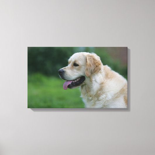 Golden Retriever Headshot 2 Canvas Afdruk (Voorkant)
