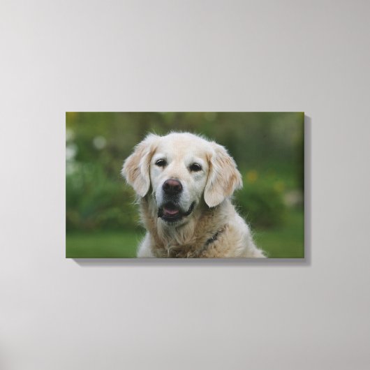 Golden Retriever Headshot 2 Canvas Afdruk (Voorkant)
