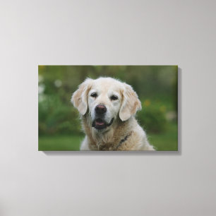 Golden Retriever Headshot 2 Canvas Afdruk