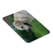 Golden Retriever Headshot 2 Magneet (Rechterzijde)