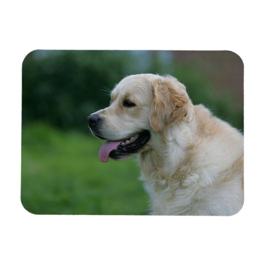 Golden Retriever Headshot 2 Magneet (Horizontaal)