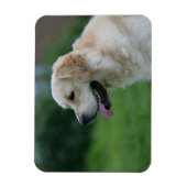 Golden Retriever Headshot 2 Magneet (Verticaal)