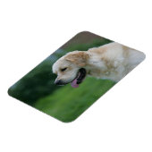Golden Retriever Headshot 2 Magneet (Linkerzijde)