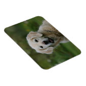 Golden Retriever Headshot 2 Magneet (Rechterzijde)