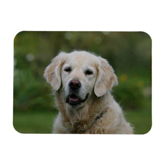 Golden Retriever Headshot 2 Magneet (Horizontaal)