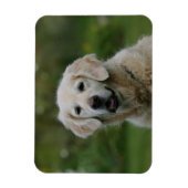 Golden Retriever Headshot 2 Magneet (Verticaal)