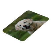Golden Retriever Headshot 2 Magneet (Linkerzijde)