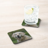 Golden Retriever Headshot 2 Onderzetter (Rechterzijde)